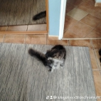 watermark-1f602841805c11f67432af86d539de30_0