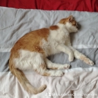 watermark-63658c5931045b591f629327dfc67476_0