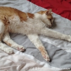 watermark-5c665650eff6b5fc1385724ed68963bb_0