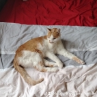 watermark-07b3479339966c28c90685cd9798bab5_0