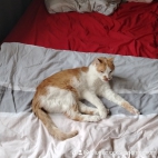 watermark-85d11b5fcd593b8f13dba07694650821_0