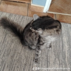 watermark-984ba5d538c5fb0240d23ed529fcd876_0