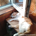 watermark-ffaa940376028b5964150c3c300453b3_0