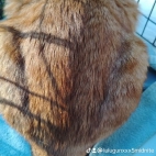 watermark-f7d2adb0a6efd1518cd3803b0b27670e_0