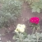 watermark-866f91e40beb4cf25414c150f4d69664_0
