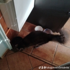 watermark-a59a746a2107380a43cd330f7584e641_0