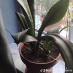 watermark-541d200cb2969a226f88196d1b9254c2_0