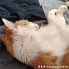 watermark-678832a3d51928a9e435a474c95fc949_0