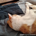 watermark-866c8dea5bc1fddbe40851b07f53b740_0