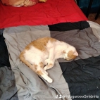 watermark-271389b383cb4b45c6cacf6ca1ef51b7_0