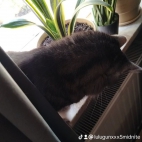 watermark-66d5efd8323b4f0214bff95d5fbb80ed_0