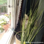 watermark-cf6aab6f0f69054c91229a4f02ffad23_0