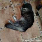 watermark-66164564c54a8e00d2260bf3513748b0_0