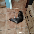 watermark-e47dcbde919e1ad3772d722b993c446a_0