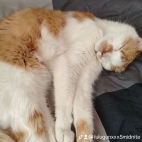 watermark-8e1ee9e5afc80d22ccc712531ee2de2f_0