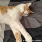 watermark-607f54529260ad20892df0039d4b33e9_0