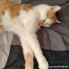 watermark-7faf6d9f73d3b8e75e68be26706cf309_0