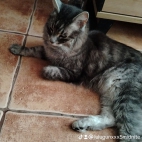 watermark-a8afb835e6951d48e0e697c5c5607902_0