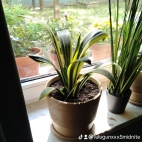 watermark-e4f95051f039c4850b76506293c252e7_0