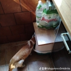 watermark-cc4b52301d2103490c82e1a0aa6a14a6_0