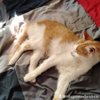 watermark-6523ae4484885c956cbd5eddcf5fac47_0