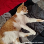 watermark-a396c3d1c5df2472c595834359fed010_0