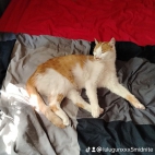 watermark-3411e38f4c0628a429561c72f6b64dd4_0