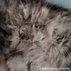 watermark-9d106ad38585b05204ff04b252043deb_0