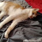 watermark-a7064d03ca9921523dd12e441a982af3_0