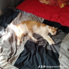 watermark-c835a41774f1652487d93e2b84a1d05c_0