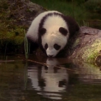 niezwykłe przygody małej pandy przygoda z pandą 6