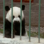 niezwykłe przygody małej pandy przygoda z pandą 8