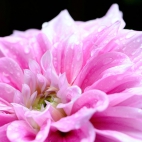 1_chrischung-flowers
