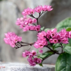 2_chrischung-flowers