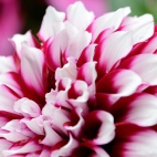 3_chrischung-flowers