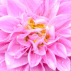 13_chrischung-flowers