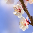 apricot_flowers_2-wallpaper-1920x1200