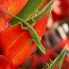 hawaii_3