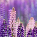 purpleworld2