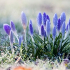purpleworld4