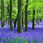 purpleworld5