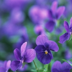 purpleworld6