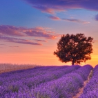 purpleworld7
