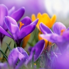 purpleworld8