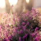 purpleworld10