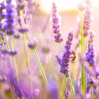 purpleworld12