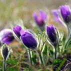 purpleworld14