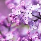 purpleworld16