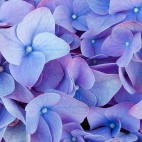 purpleworld18