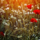 red_poppies_desktop-wallpaper-1920x1200